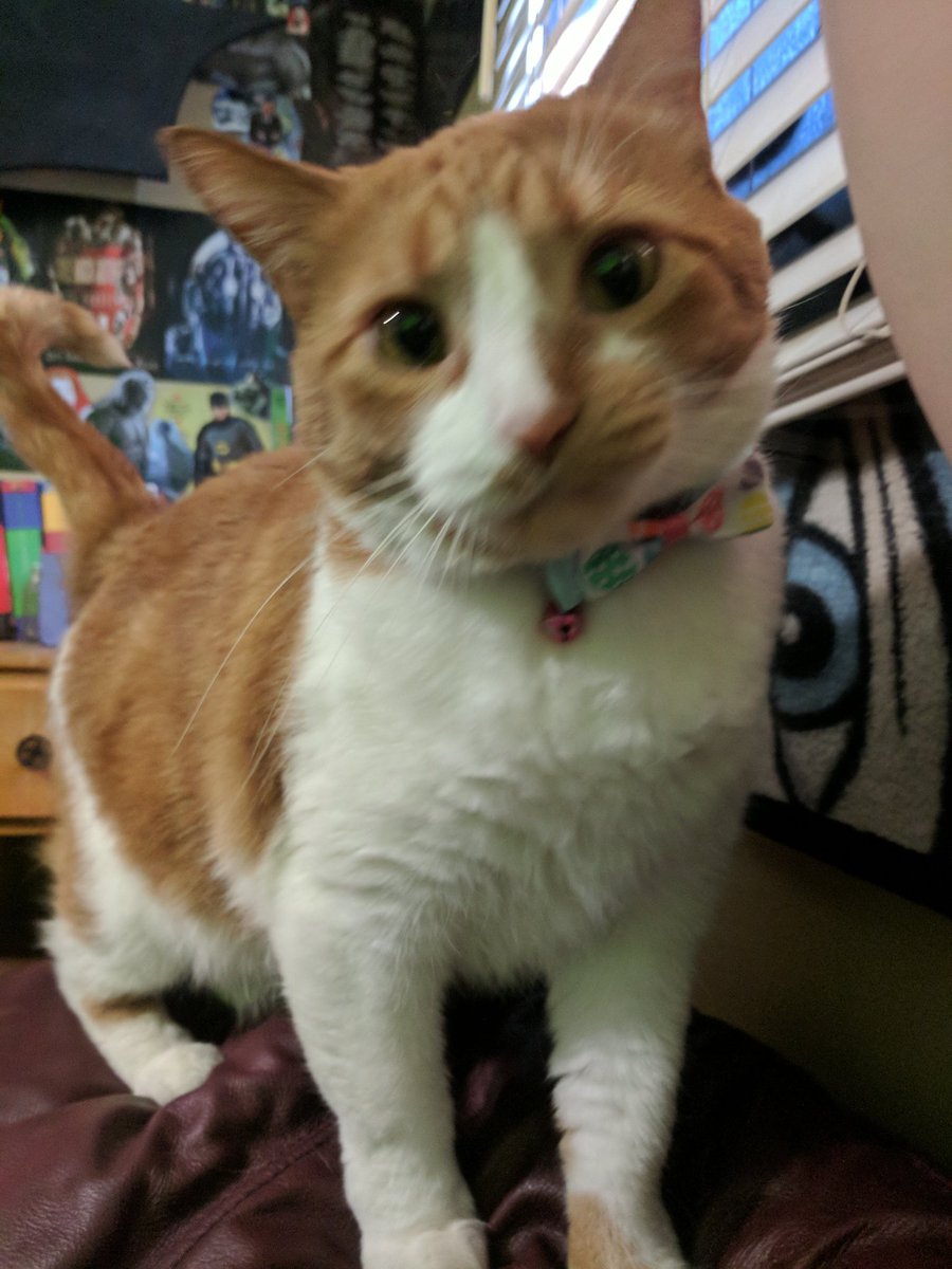 GOForCharity's tweet photo. Dapper AF! ๐
#TeamCat #ClassyKitty
@realKingTico
@geegeebows https://t.co/XWoUOObBey