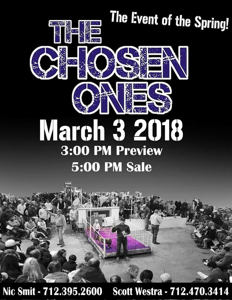 lbshowpigs's tweet photo. Check us out at The Chosen Ones this weekend! We're bringing this January 8th Tuned In X Big City X Double Shift gilt up to Cedar Rapids! Stop by and say hi! #showpigs #ShowSeason2018 #Durocs https://t.co/IIpbxPmr8I