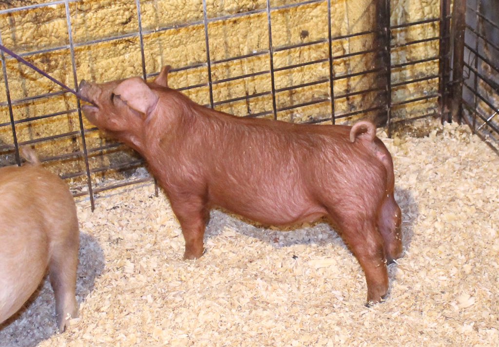 lbshowpigs's tweet photo. Check us out at The Chosen Ones this weekend! We're bringing this January 8th Tuned In X Big City X Double Shift gilt up to Cedar Rapids! Stop by and say hi! #showpigs #ShowSeason2018 #Durocs https://t.co/IIpbxPmr8I