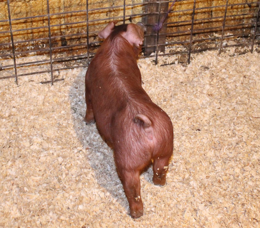 lbshowpigs's tweet photo. Check us out at The Chosen Ones this weekend! We're bringing this January 8th Tuned In X Big City X Double Shift gilt up to Cedar Rapids! Stop by and say hi! #showpigs #ShowSeason2018 #Durocs https://t.co/IIpbxPmr8I