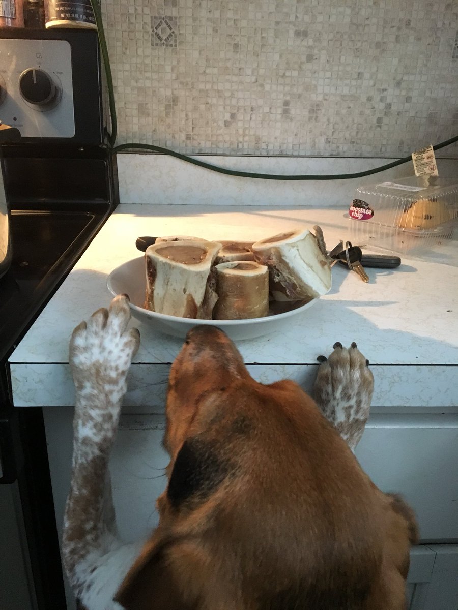 LincolnBeagle7's tweet photo. Nothing says love like a plate of bones. #allmine #beagle #hungry #love #doneyet #toohot https://t.co/gjB7tqObBm