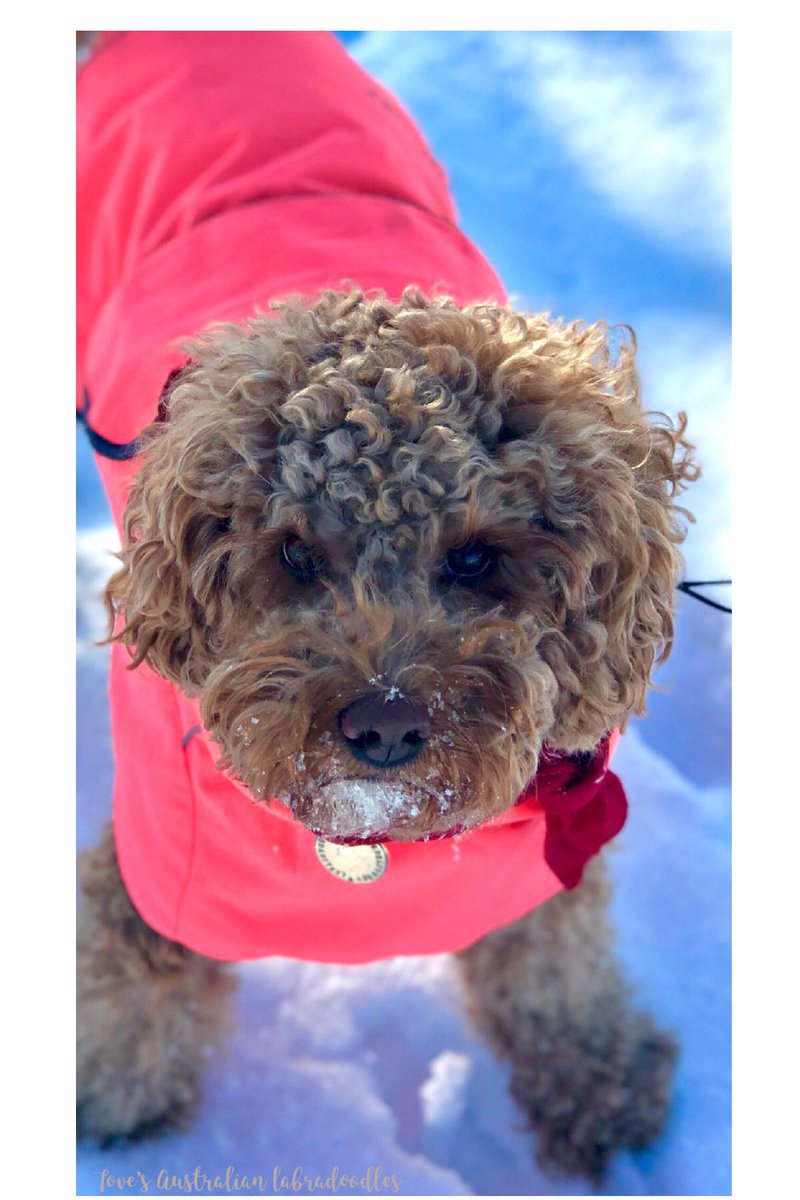 Labradoodles_T's tweet photo. I Dont Want To Go Home! #funnydog #australianlabradoodle #labradoodle #doodle #ilovemydog #tovesaustralianlabradoodles https://t.co/OXuzDA5f8y