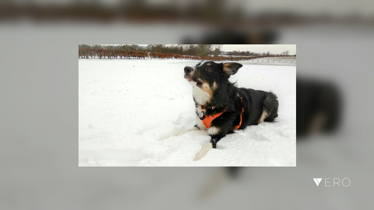 The Collie and the snow
#photography #dog #puppy #rescuedog #snow #BeastfromtheEast #Xiaomi #ruffwear #PoochPlay #butternutter #Cumbria #photographerlife #OnVeroFirst #VeroPresents @VeroTrueSocial