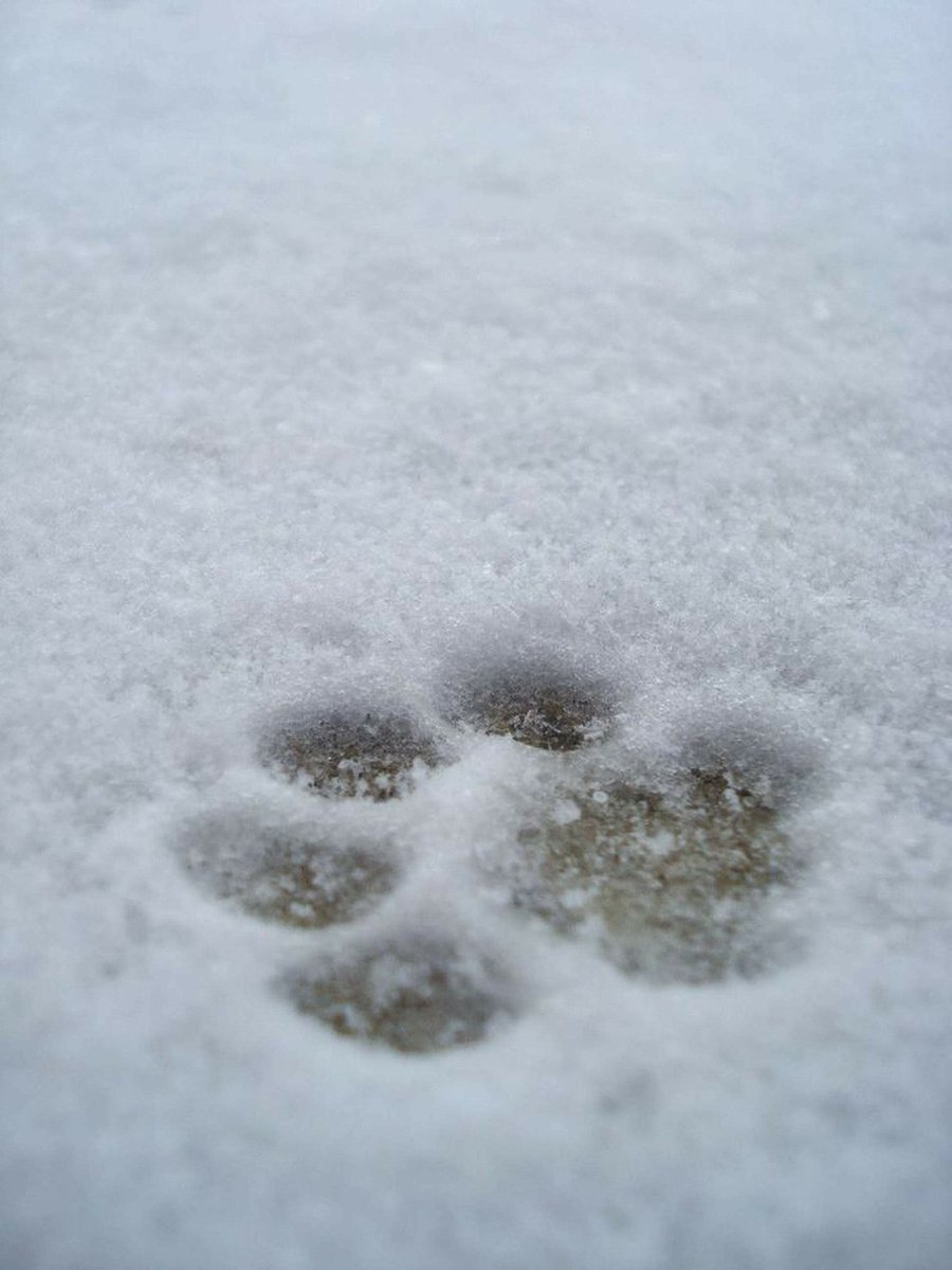 pawTree's tweet image. The Spring will come to melt the snow, but dogs will forever leave paw prints on our hearts! #pawTree #snow #dog #Spring #love