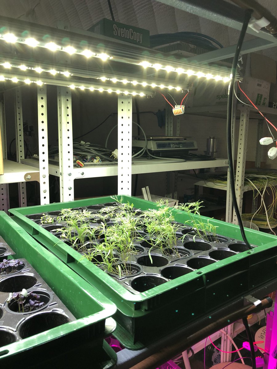 We are testing spectra on different types of plants. So far red blue is best