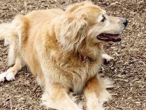 CityofOaksFound's tweet photo. Millbrook Dog Park now open! Come see all of the improvements after the make over! 

https://t.co/Hp0BaAZWU8 https://t.co/QcjHFHttRa