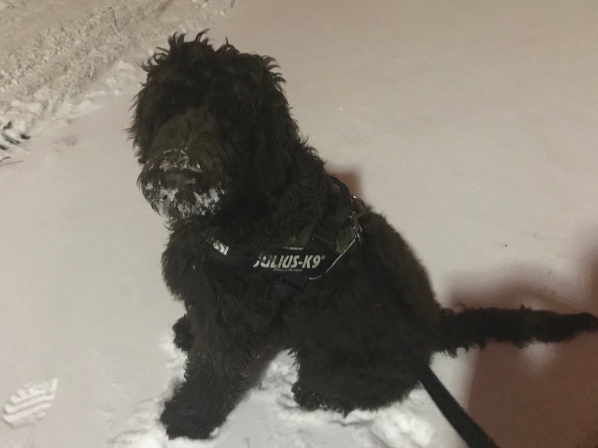 AderynBach's tweet image. It’s so bright out there tonight - and Trigger *loves* the snow!
