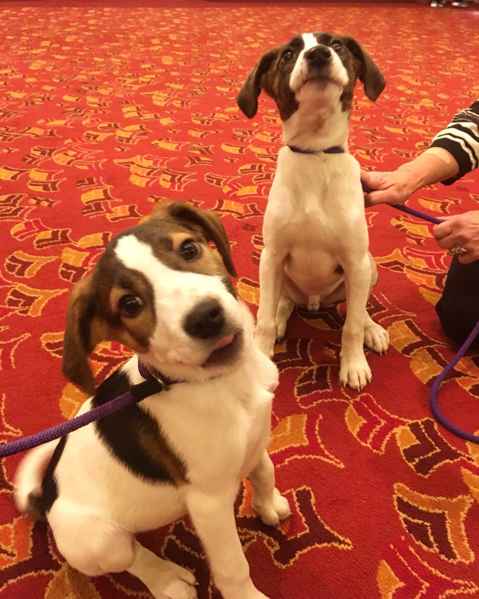 Dane Cty Humane So. (@dchsgiveshelter) on Twitter photo We’re so honored <a href="/IanMcKellen/">Ian McKellen</a> & <a href="/SirPatStew/">Patrick Stewart</a> could join us for #TotosGala2018! #adoptdontshop #giveshelter #fundraiser We’re so honored <a href="/IanMcKellen/">Ian McKellen</a> & <a href="/SirPatStew/">Patrick Stewart</a> could join us for #TotosGala2018! #adoptdontshop #giveshelter #fundraiser