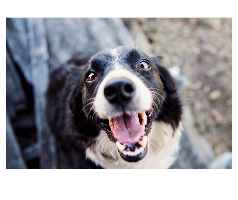 Caption Competition - Here's our entry: Bacon! I smell Bacon!