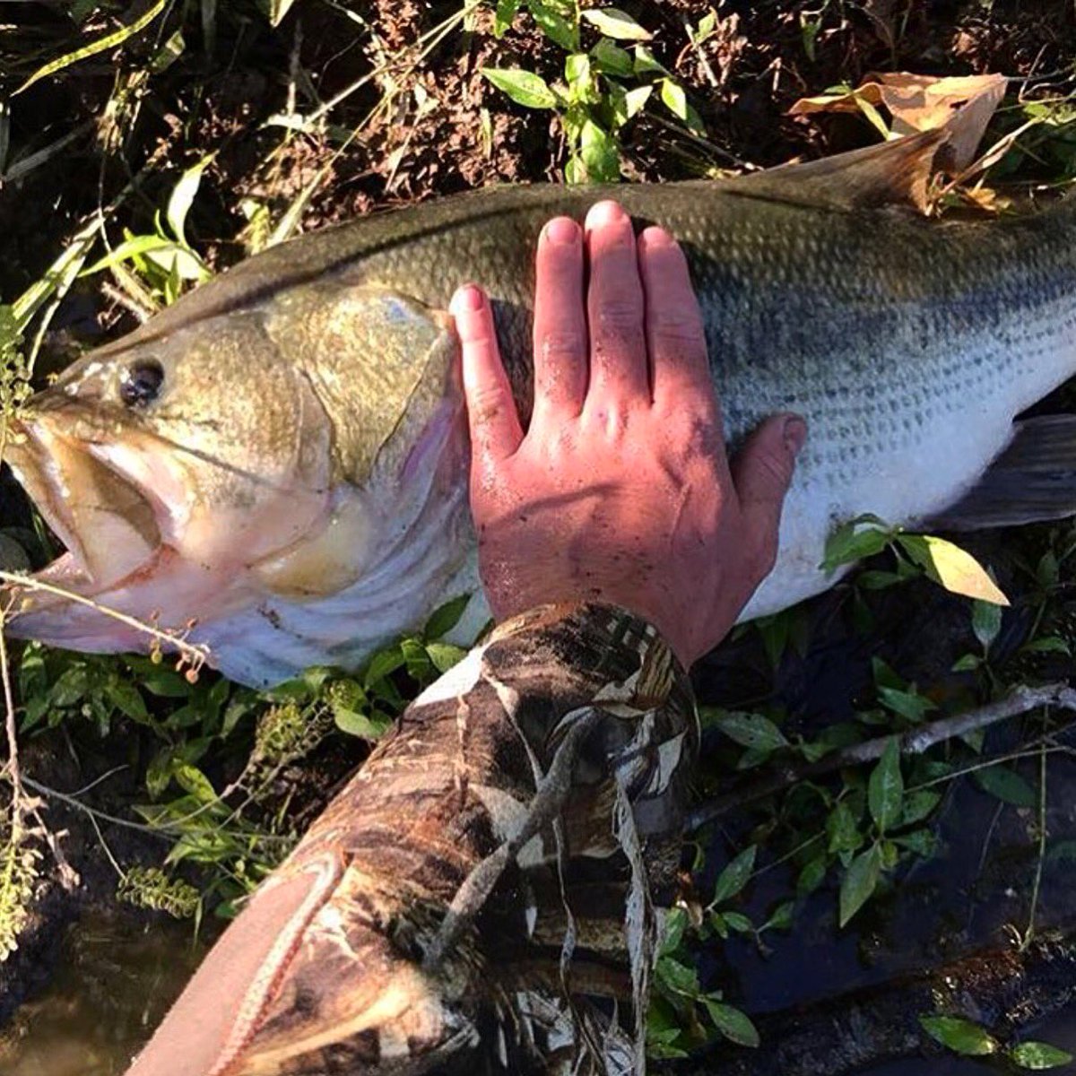 FishingCarePack's tweet photo. LUNKER ALERT 🎣😱

RT if this is bass goals for 2018!
—> https://t.co/a0yQ9GbZip 

#fishing #bassfishing #largemouth #bass #fish #freshwater https://t.co/M0poyzvTEf
