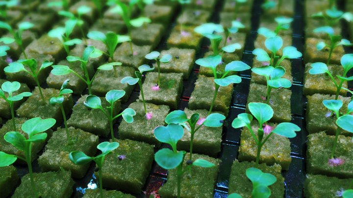 This Swedish Indoor #UrbanFarm Wants To Revolutionize How We Live And Eat huffingtonpost.com/entry/plantago… via <a href="/HuffPost/">HuffPost</a> #aeroponics