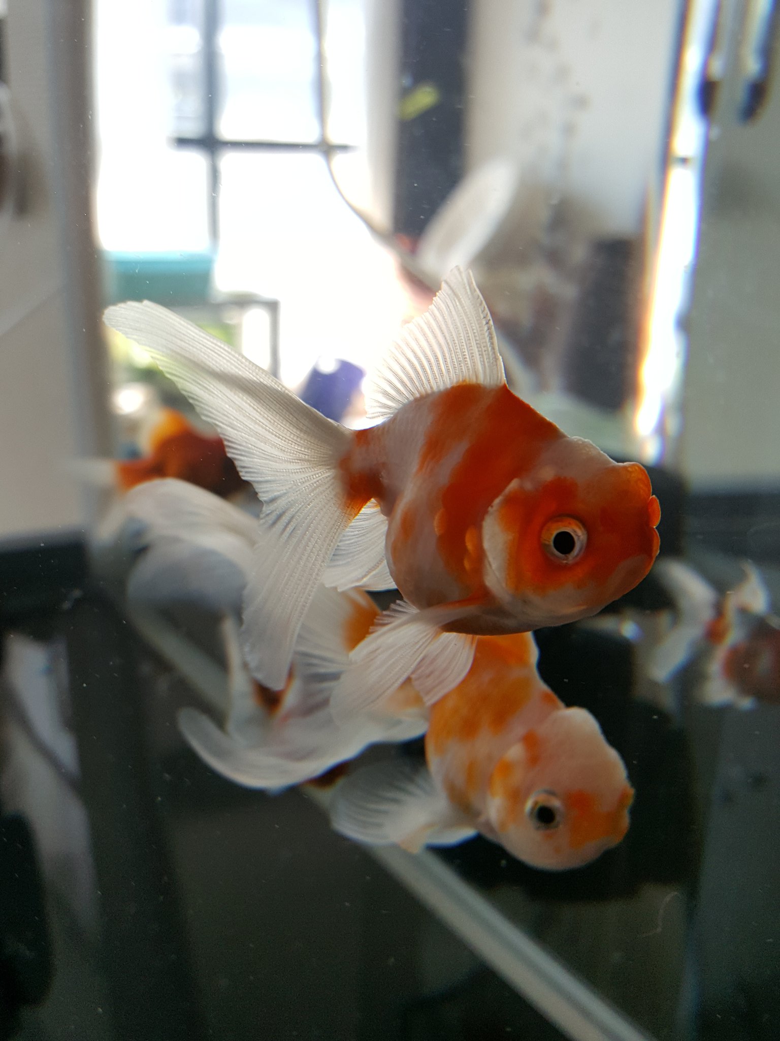 金魚かわいい Twitter Search Twitter