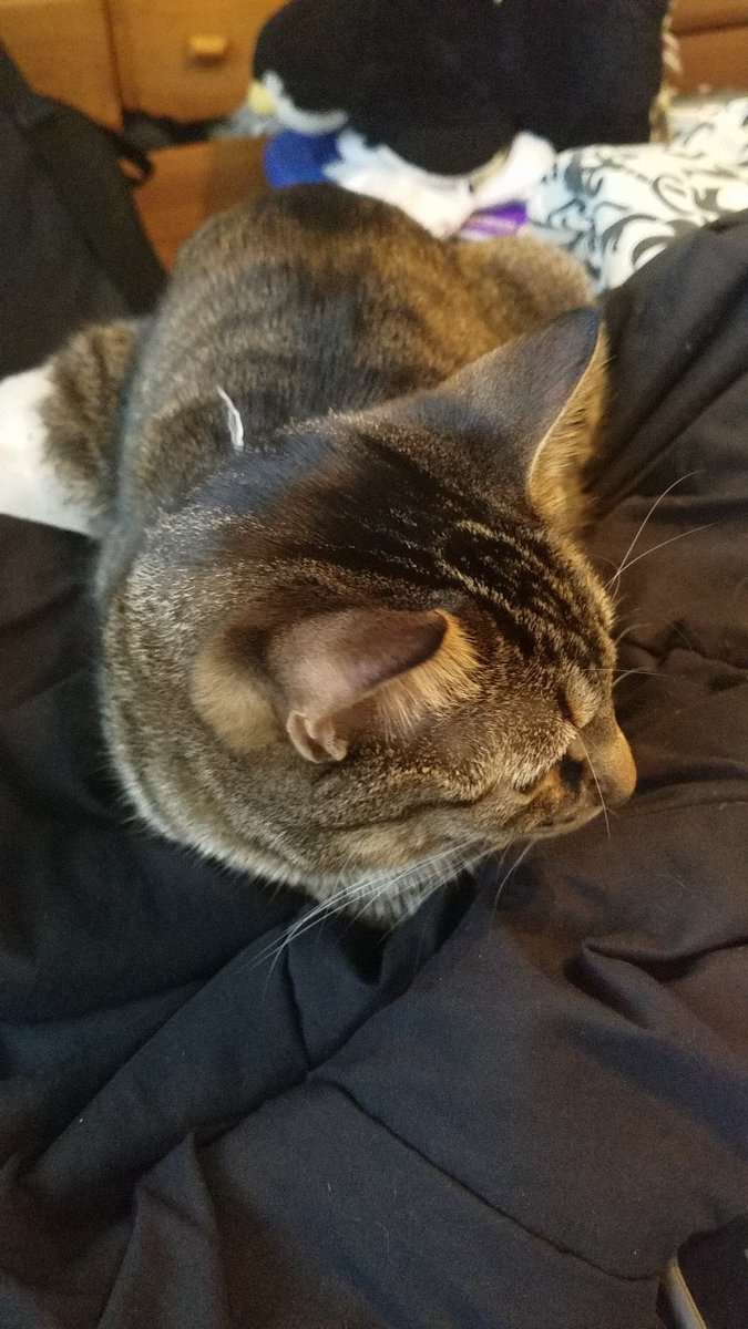 taintedbljss's tweet photo. @BeggingWiIk in order of appearance: my cat, manchester. family cat, Clark. my boyfriend's dog, ghost https://t.co/4eGiozNidb