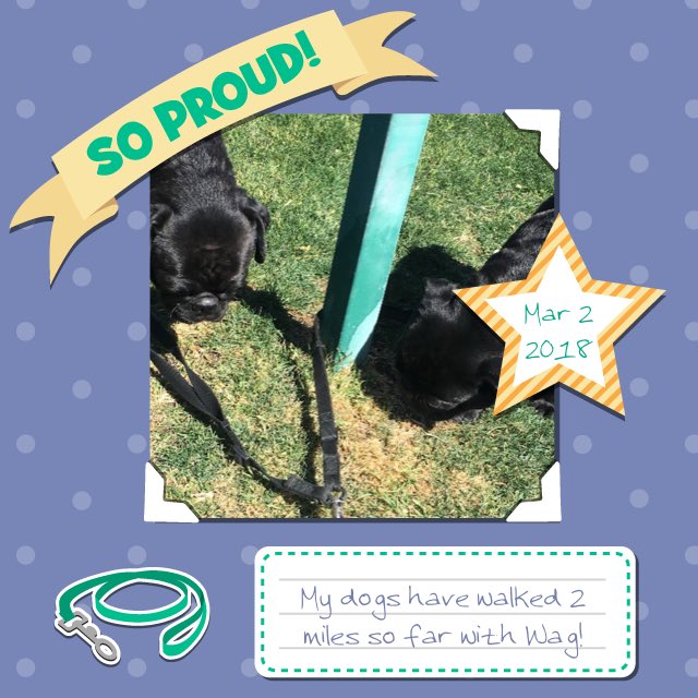 dstar0915's tweet photo. Just got my dog walked by Wag! Thanks so much @WagWalking! #puglife #goodlife #healthy #happy https://t.co/8zvKd9A6If