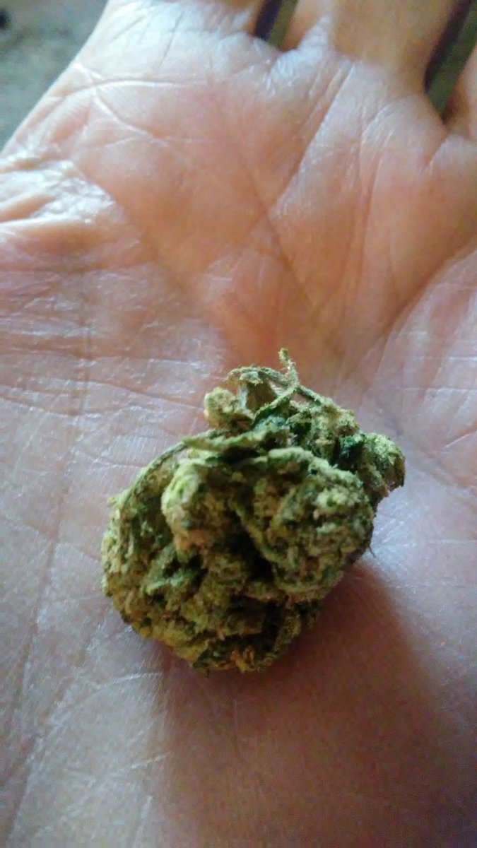 Hippie_of_Love's tweet photo. Finally time to fucking relax, tear this bud up and get started for my WEEKEND! https://t.co/LBnosLypzw
