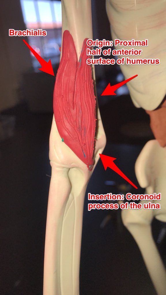 02Trotter's tweet photo. Muscles work in opposing pairs @2thedorkside @lexi_mills33 #rhsbms https://t.co/y65L7KQVLT