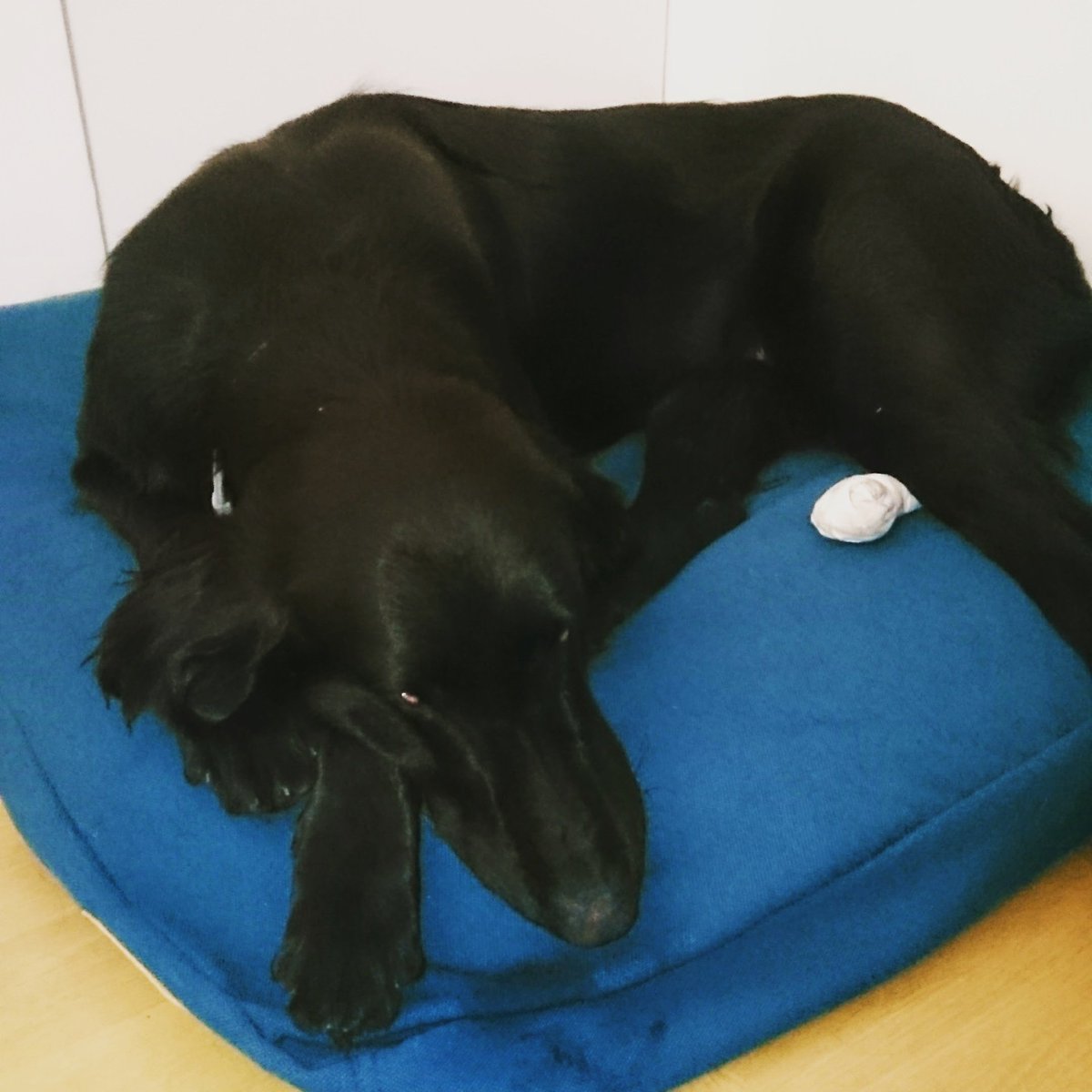 FuturChienGuide's tweet photo. Nolka des @chienguideparis est de retour après une semaine de stage 😀 

#chienguide #chiensguides #chiensguidesparis #chienguidedaveugle #elevechienguide #clebardconcept #futurchienguide #famillerelais #guidedog #guidedogs #flatcoat #NolkaChienGuide https://t.co/5Vk0eNKR5D