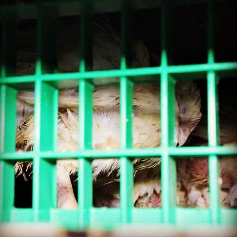 Put yourself in their place, see the world as animals see it, and the reasons for going vegan will become obvious...

whyveganism.com ❤️ 

(Photo taken at Bolton Poultry Products Slaughterhouse, April 2017)