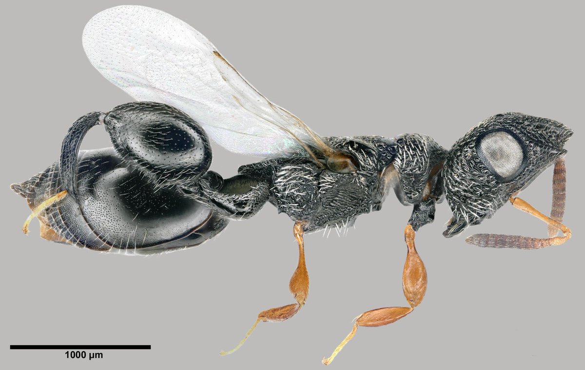 DrRossPiper's tweet photo. Insect of the day. Where even to begin with this beauty? This four-horned parasitoid wasp using its head-gear to dig into the soil to find its host - a fly pupa (Dirhinus quadrhinus, Photo - Simon van Noort https://t.co/i3SszvlU5j) https://t.co/l2nL1mhtJw