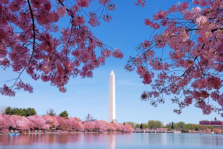 From the famous cherry blossom trees to waterfront views and frequent seasonal festivals, here are a few of our favourite reasons why DC should be your next weekend away!  Visit washington.org to learn more