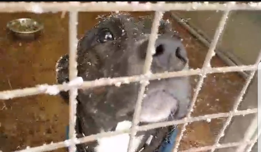 SharonBradburn's tweet photo. @telfordlive Can you HELP Please? All the Doggies @HilbraesDogs have coats on but they are desperately in need of Quilts and Blankets, especially with these freezing conditions.❄ @strumper38 @Cherrycakes76 @brown1888_phil @Shellyboms 🐕 @ShropshireStar https://t.co/ds8hsqSMq8