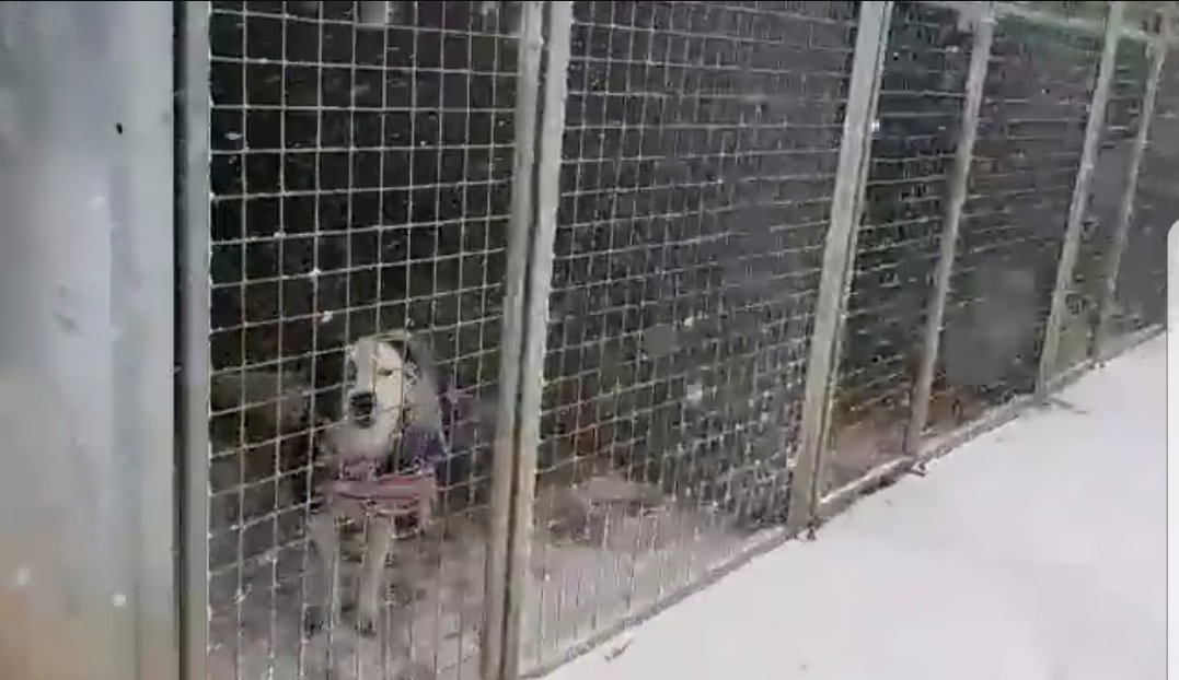SharonBradburn's tweet photo. @telfordlive Can you HELP Please? All the Doggies @HilbraesDogs have coats on but they are desperately in need of Quilts and Blankets, especially with these freezing conditions.❄ @strumper38 @Cherrycakes76 @brown1888_phil @Shellyboms 🐕 @ShropshireStar https://t.co/ds8hsqSMq8