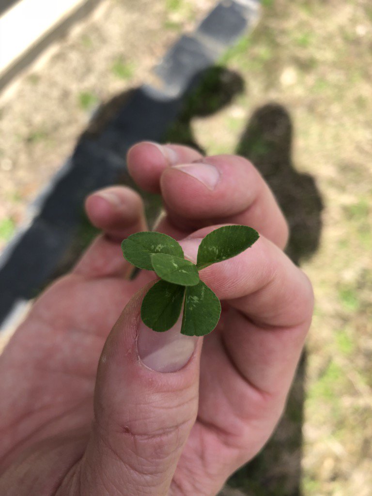 artsketch4's tweet photo. How rare is this 5 leaf clover!?!? @WFMY @myfox8 https://t.co/oIZrOgYH2x