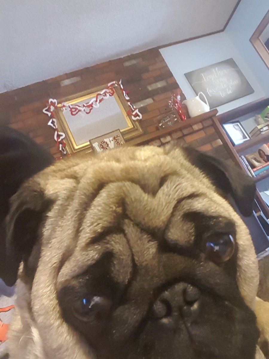 amy_major's tweet photo. @Sirois22 Leo says 1 https://t.co/hh76UIPS9F