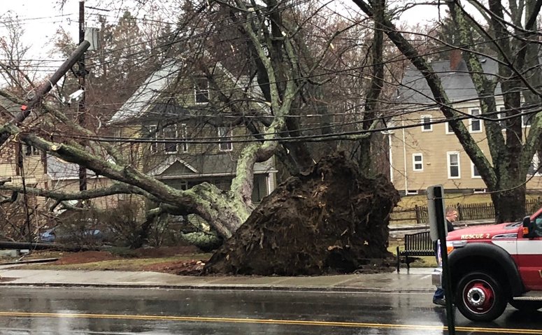 7News's tweet image. BREAKING: Tree falls on woman walking with son in Woburn
 whdh.com/news/tree-fall… #7News