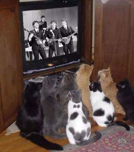 BestLittleBuddy's tweet photo. All the cool cats still dig the early Beatles! https://t.co/L4y4z9OGYh