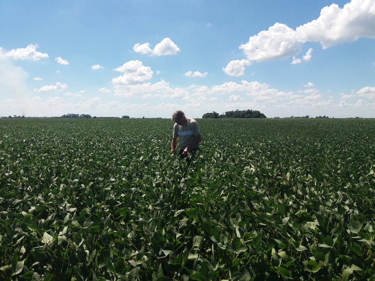 SeedcorpHO_ARG's tweet photo. Recorriendo ensayos en zona de Rojas. HS 53140 (derecha) y HO 4919 IPRO (izquierda). #variedadesHO https://t.co/HmhwIE7OuJ