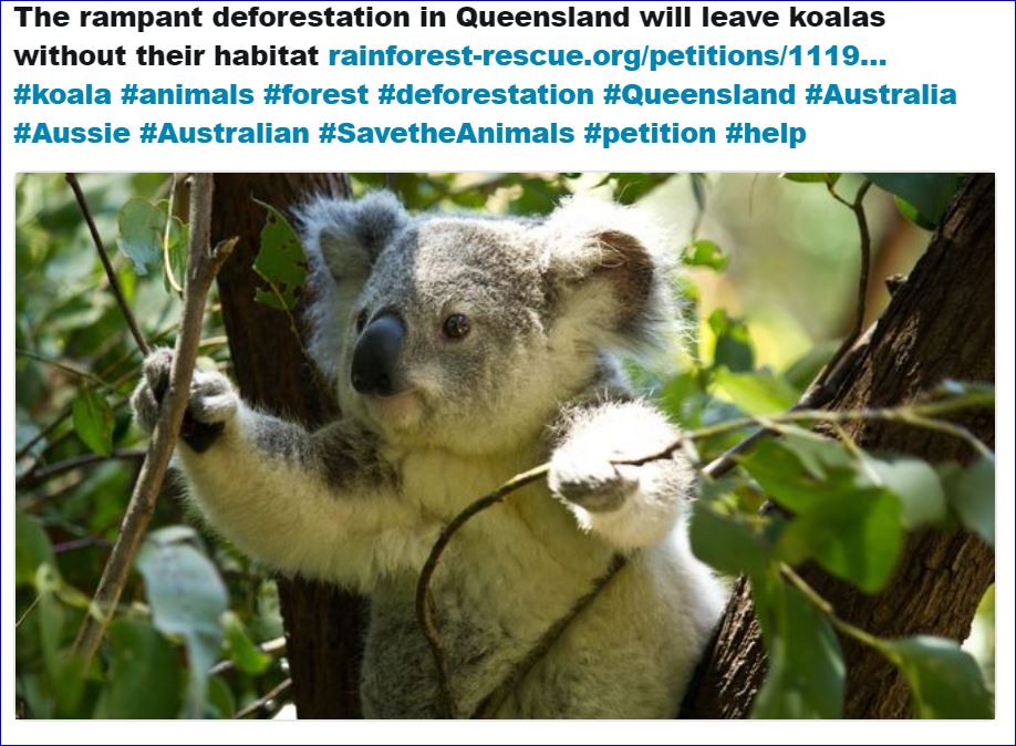 raythemouse's tweet photo. Not only Queensland but Australia as a whole loses so much when #RainForests are destroyed for short term gain.
#AnimalHabitats
#EndangeredSpecies
Yet to be discovered cures for disease⚕️
#LessRainfall
#ClimateChange https://t.co/UBX735Zuit