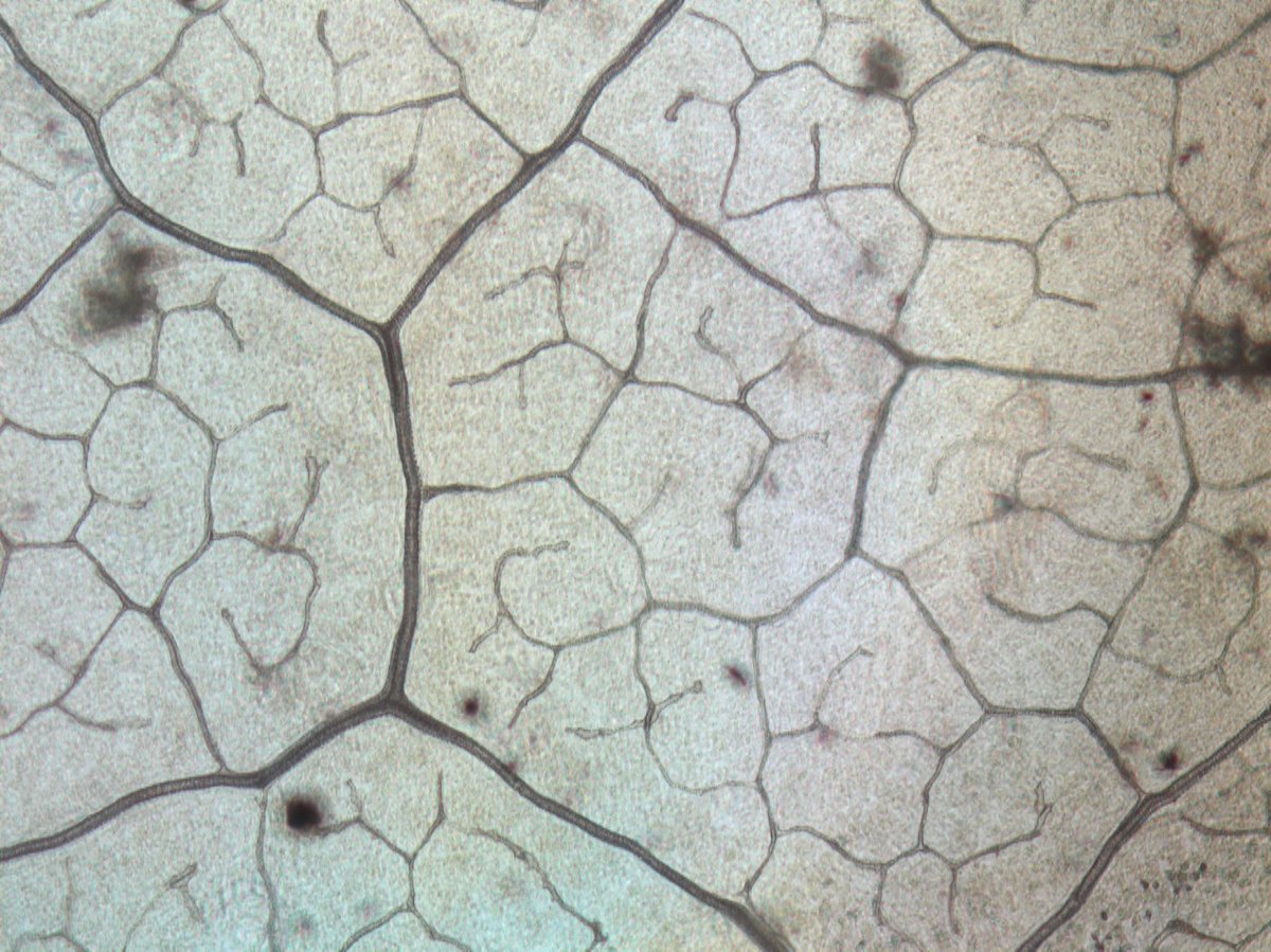 AndriesTemme's tweet image. Yes! Sunflower 🌻leaf vein protocol working 🎉 Now to do the other 900 leaves 😭 With @ashley_earley @jmbrkphd #logisticsproblem #veinomics