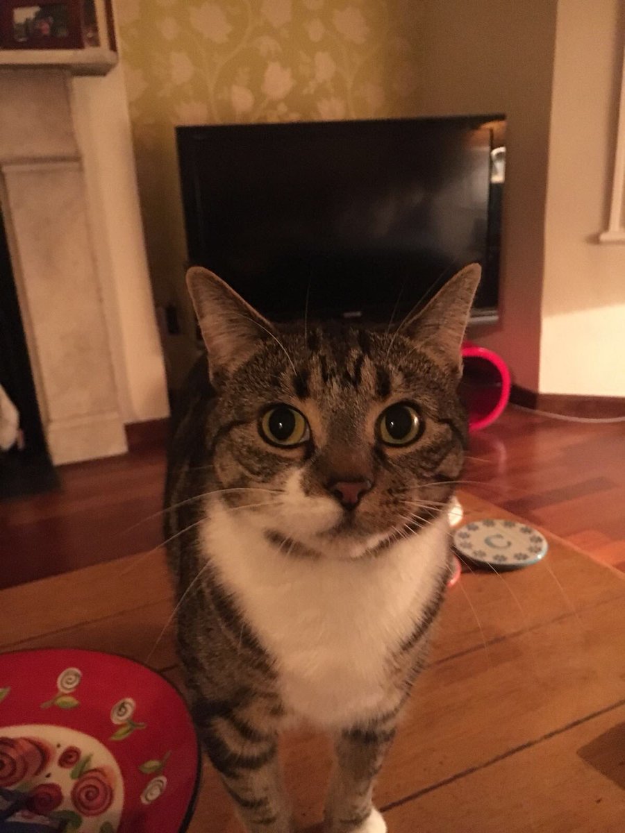 migummog's tweet image. Hello furpals! Sorry I have been away mum has been busy and not let me tweet a lot recently - I have missed you! #miggycat #hellocat #CatsOfTwitter