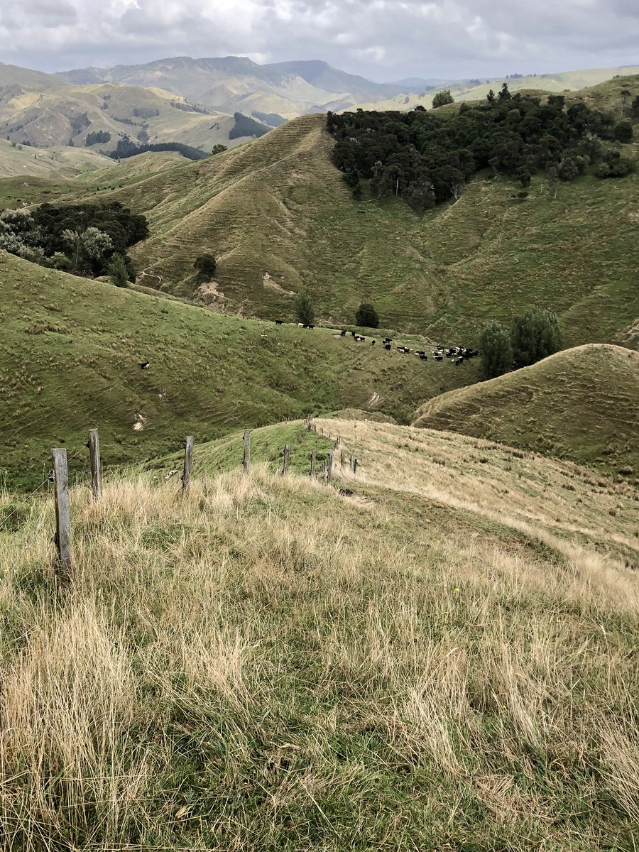 tekopaenz's tweet photo. Out checking the cows -1 of those years we could fill up 100 more !! #fatcows https://t.co/e2oozglmwj