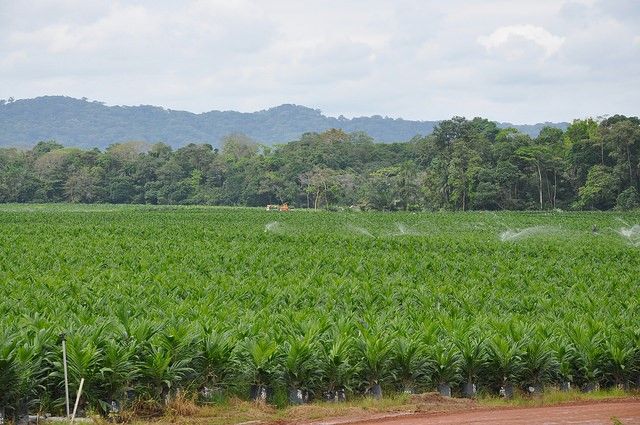 globalforests's tweet image. We don’t want #zerodeforestation to put a big bell over our country and deny us the right to develop, but we do want to protect our forests - @RodTaylorWRI's takeaways from a @forestsdialogue  bit.ly/2F947GJ