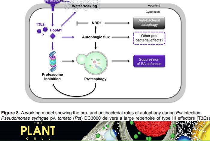 ThePlantCell's tweet photo. Bacteria exploit autophagy for proteasome degradation and enhanced virulence in plants https://t.co/LjbZ1PBW9v https://t.co/3LfqEyGcB0