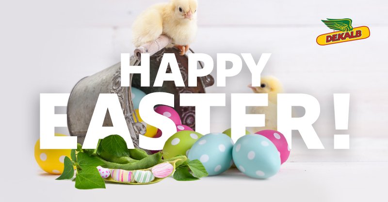 DEKALB_Canada's tweet photo. Happy Easter to farm families across Canada! We hope you enjoy your time together and get a great start to the season! https://t.co/OdB6b33kVy