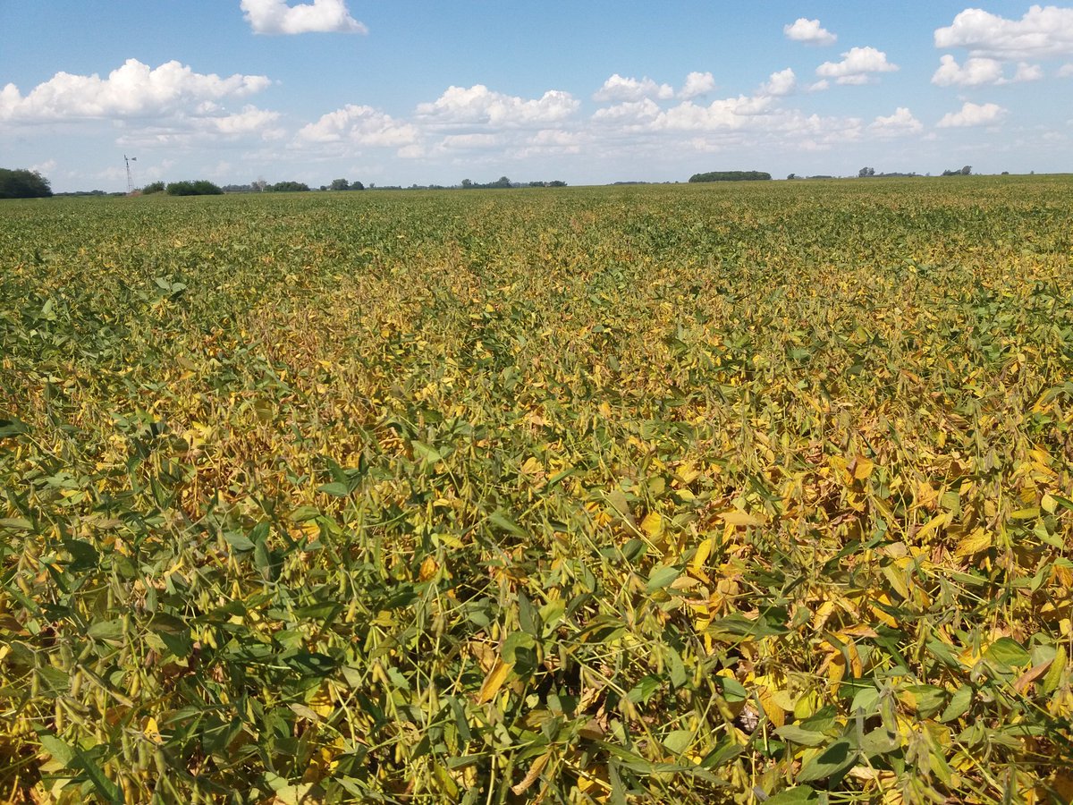 SeedcorpHO_ARG's tweet photo. HO 3998 STS en un muy buen ambiente de zona Arrecifes.  FS: 24/10. #variedadesHO https://t.co/Ea0KNPh1hp