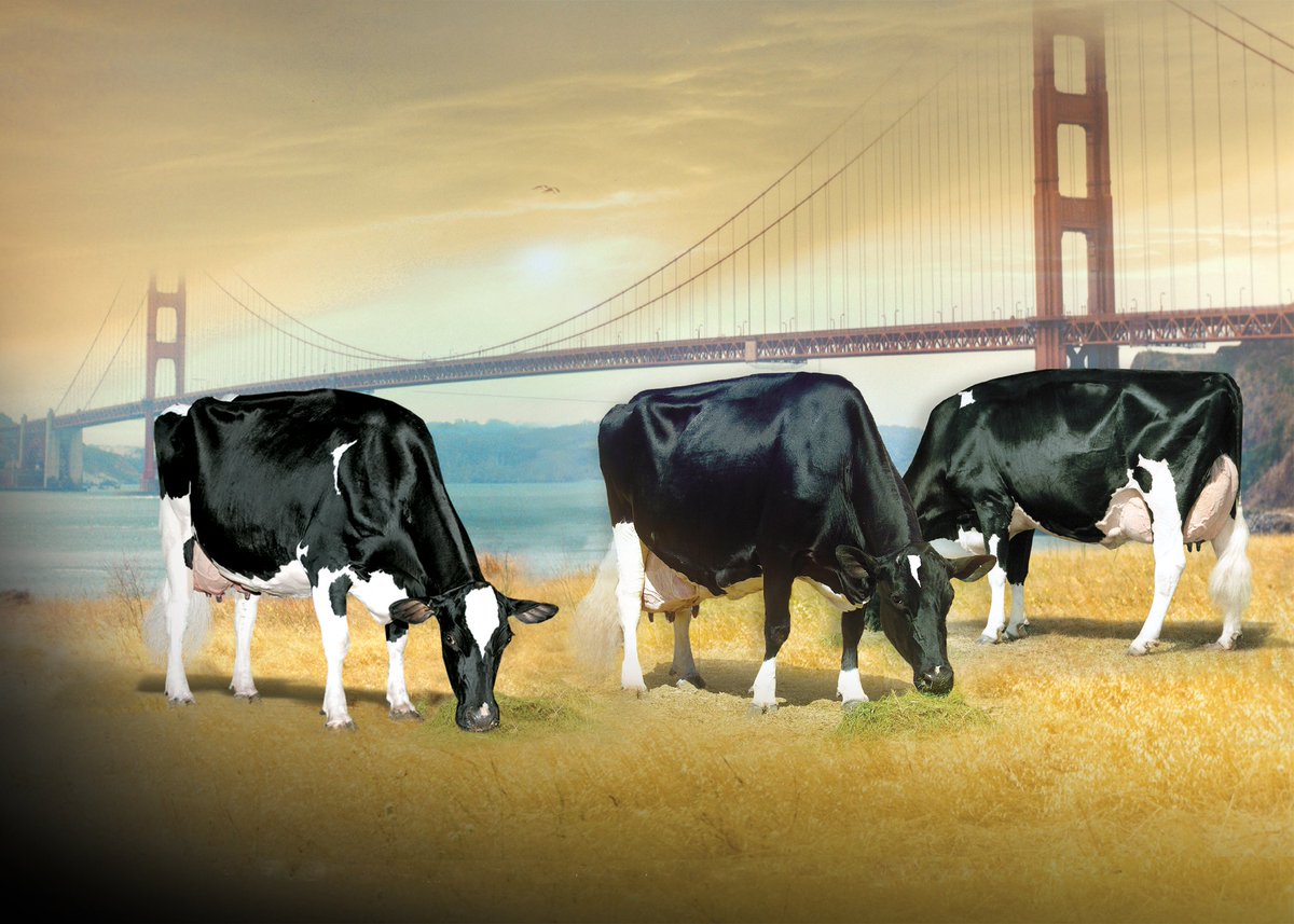 PerfectionCSale's tweet photo. Reach for the superstars

If you think of Iconic cow families then the Zandras has to be up there is the very best #WorldClassPedigrees. Whether is elite type,index or composite females, or high flying sires, the family has done it. https://t.co/ELLrq88FFv