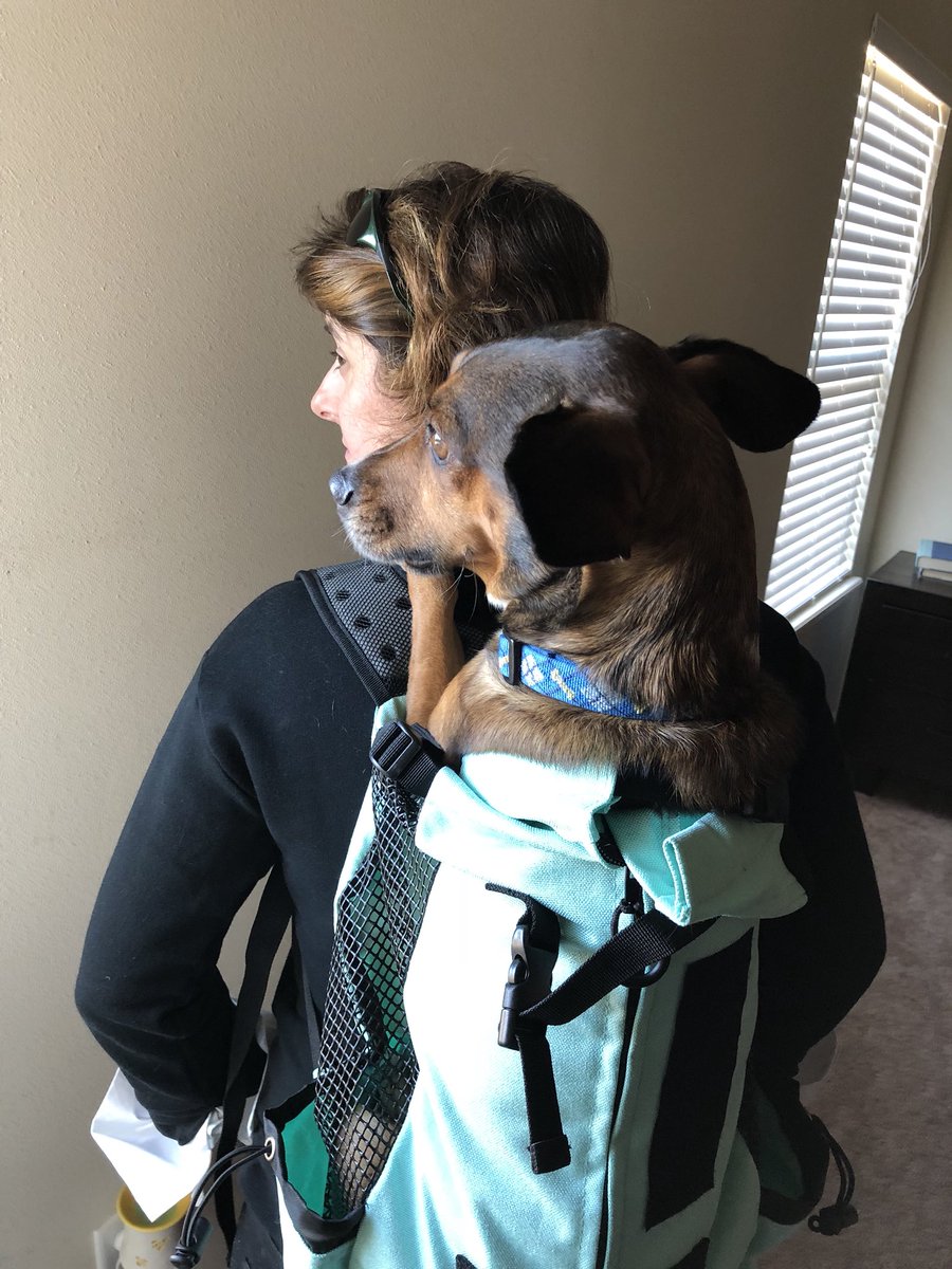 TheOklahomaKid_'s tweet photo. Ezri’s @K9SportSackII just arrived, and we are thrilled! Can’t wait to take her hiking in Red Rock in a few weeks! https://t.co/rW7ZxJKzRW