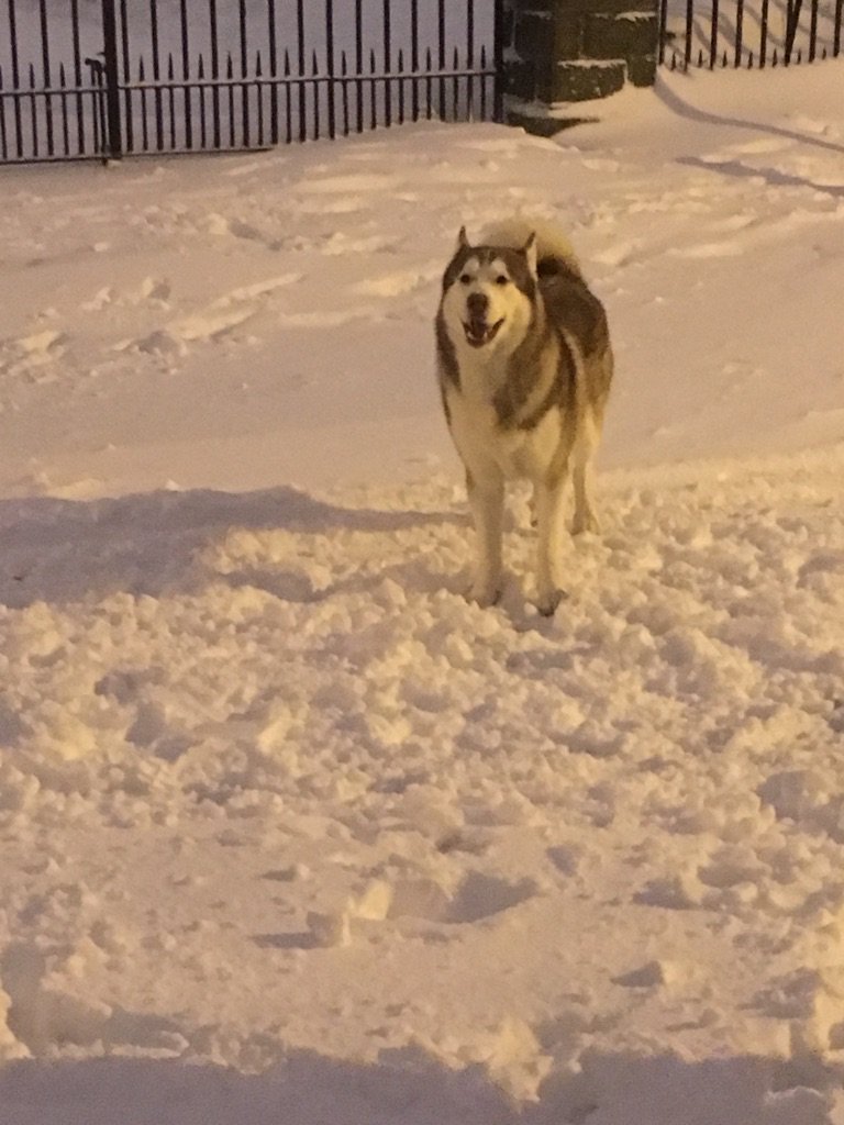 broadsheet_ie's tweet photo. Husky found on St Joseph's Road, Stoneybatter, Dublin 7... Anyone missing him/her? https://t.co/dVCn9MfEG0