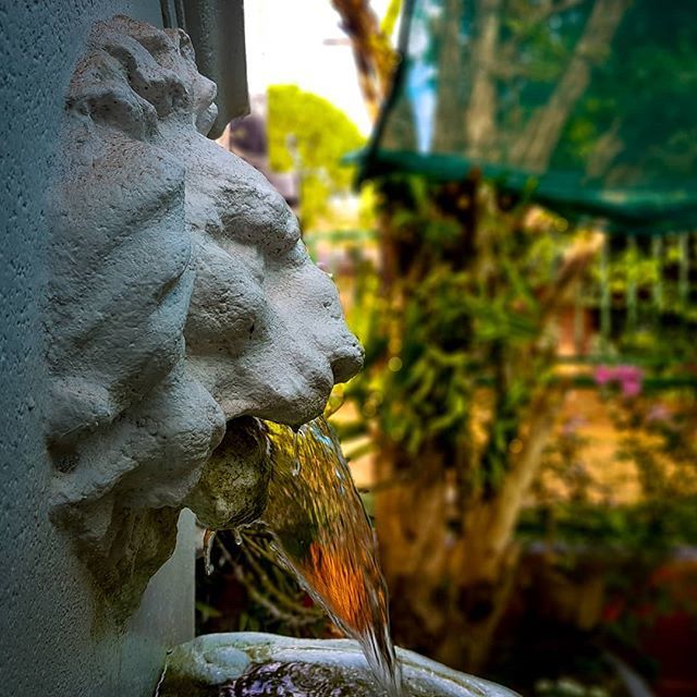 The silent guardian...
•
•
•
•
•
#lion #garden #fountain #fountains #lionking #plants #flower #bigcat #jardin #plant #instagarden #garten #kingofthejungle #instagardenlovers #water #reflection #waterfall #phonephotography #phonephoto #mobilephoto… ift.tt/2I0xdGI