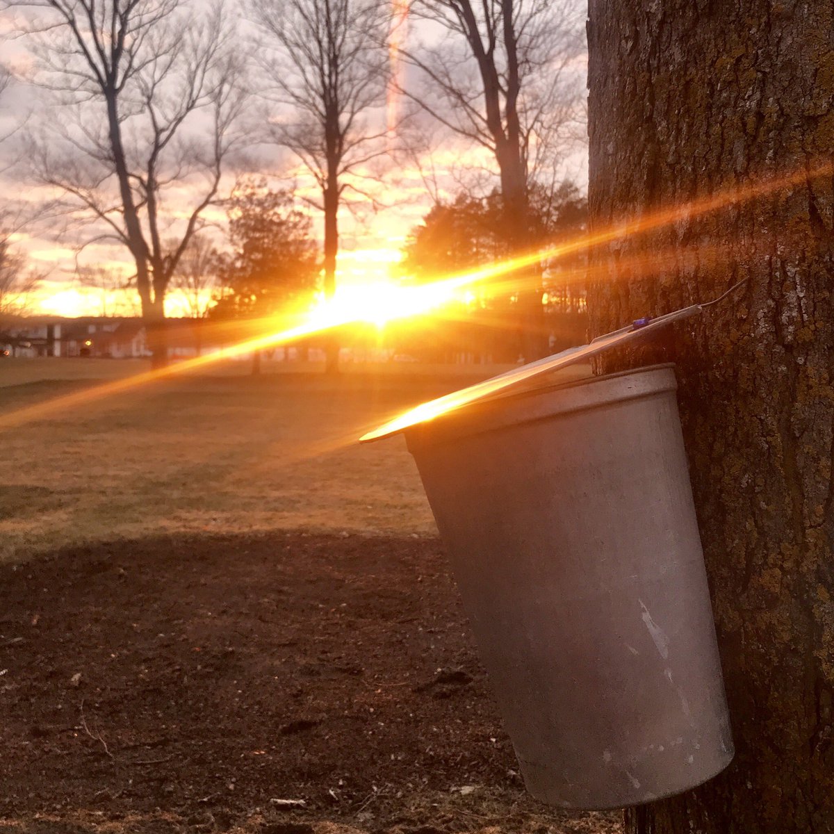 LakefieldCS's tweet image. A magical night at The Grove. Sunsets and maple syrup buckets make for a fantastic combination. #CanadianSpring #OutdoorsEveryday #LakefiedCollege