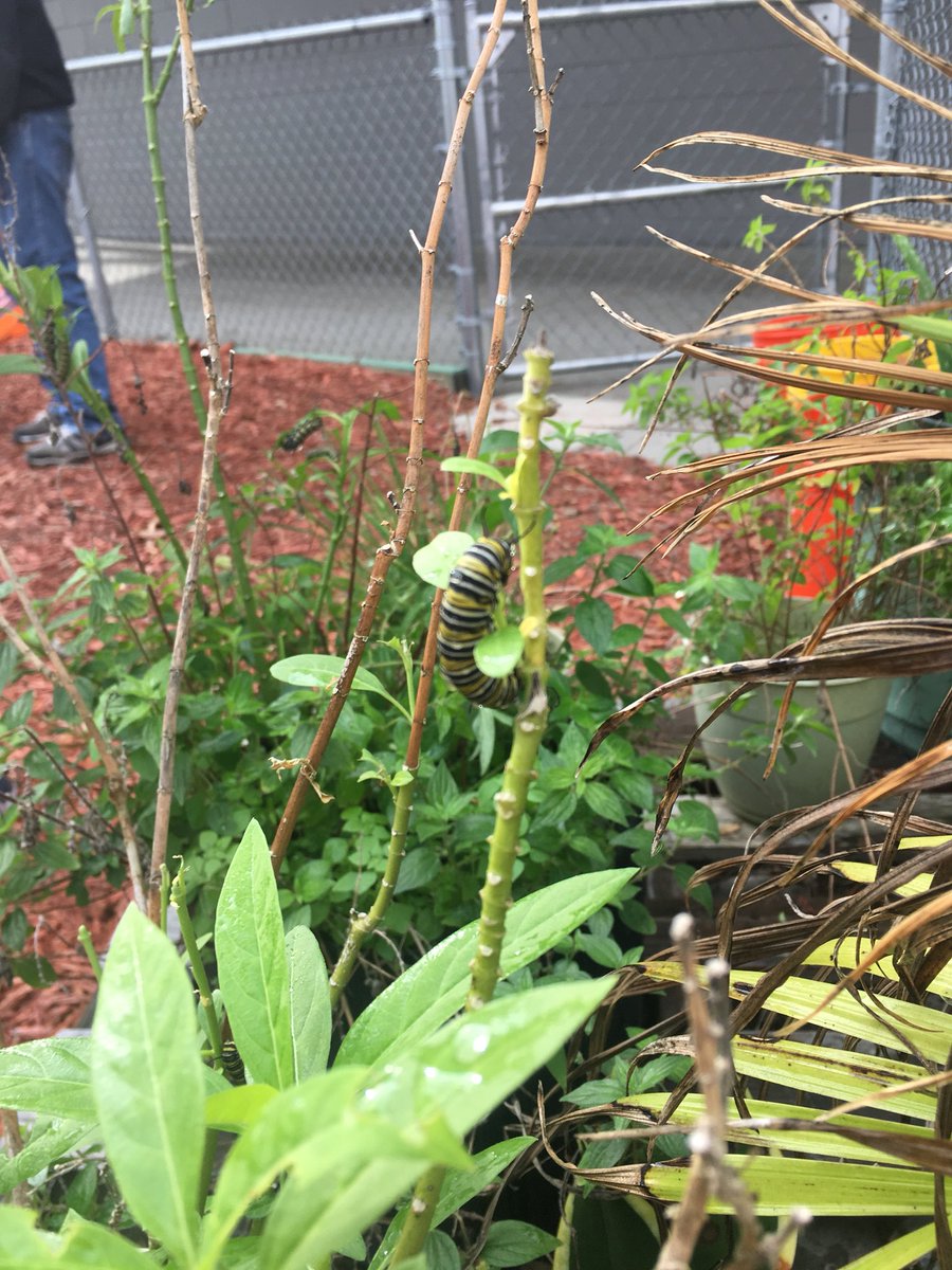 hanleysclass129's tweet photo. @hanleysclass129 We will soon have monarch butterflies in our garden. These caterpillars lived our milkweed plants. https://t.co/rE0IuMgVLo