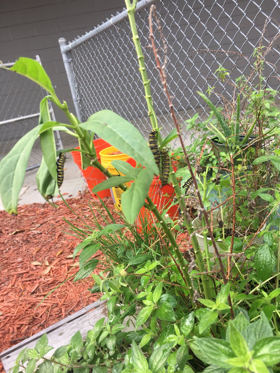 hanleysclass129's tweet photo. @hanleysclass129 We will soon have monarch butterflies in our garden. These caterpillars lived our milkweed plants. https://t.co/rE0IuMgVLo