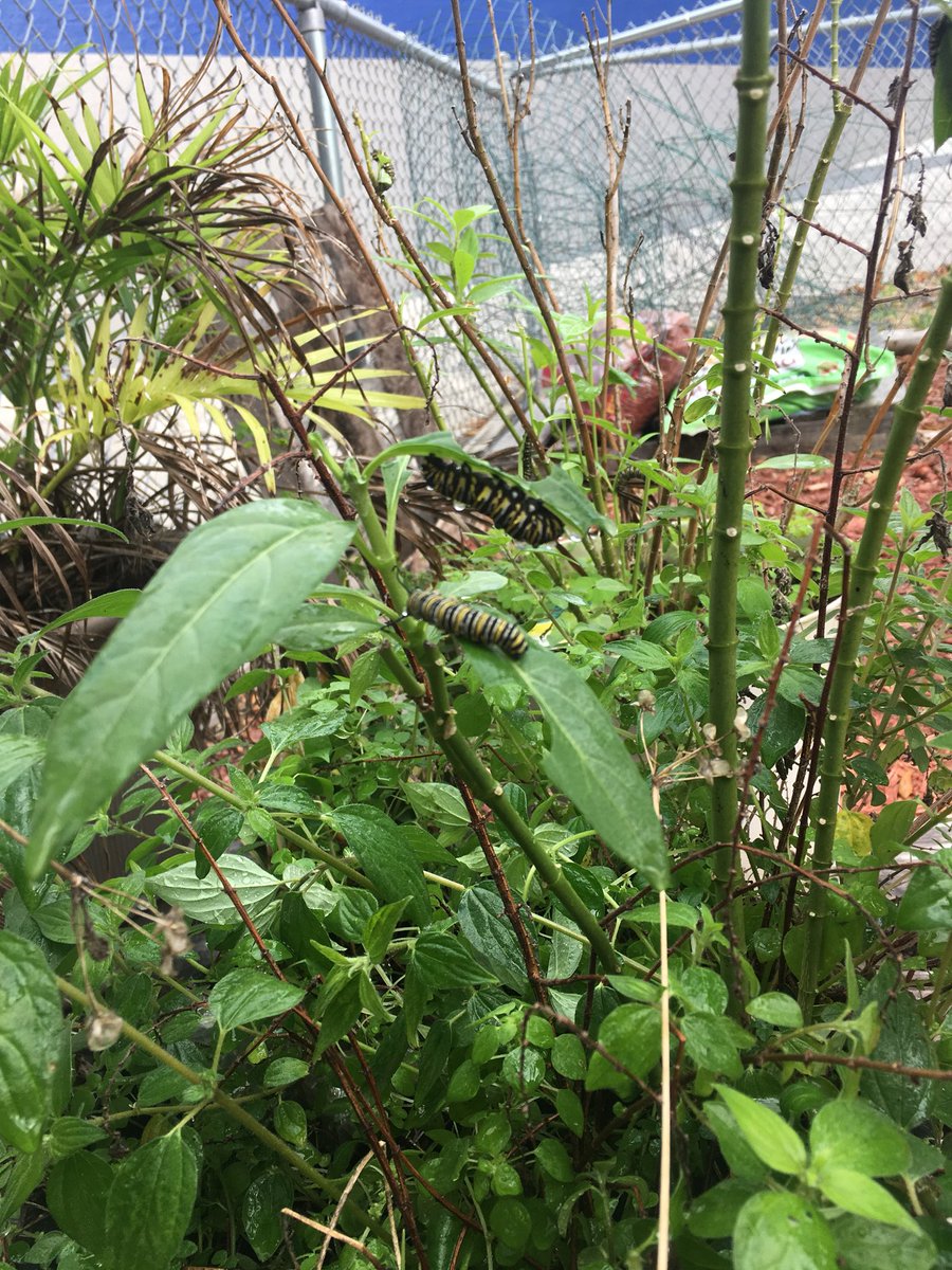 hanleysclass129's tweet photo. @hanleysclass129 We will soon have monarch butterflies in our garden. These caterpillars lived our milkweed plants. https://t.co/rE0IuMgVLo