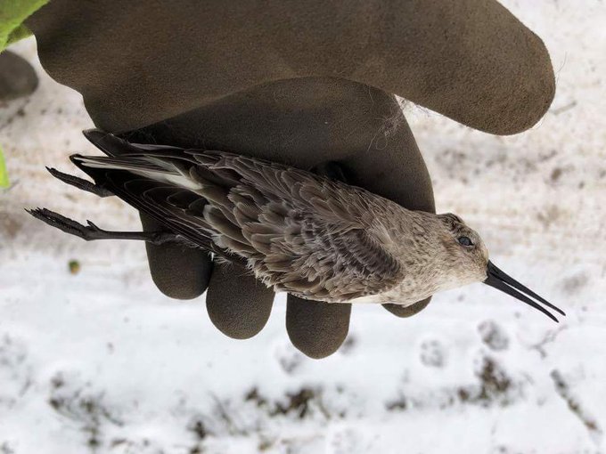 Yes It’s Okay To Feed Wild Birds In Your Garden, As Long As It’s The Right Food