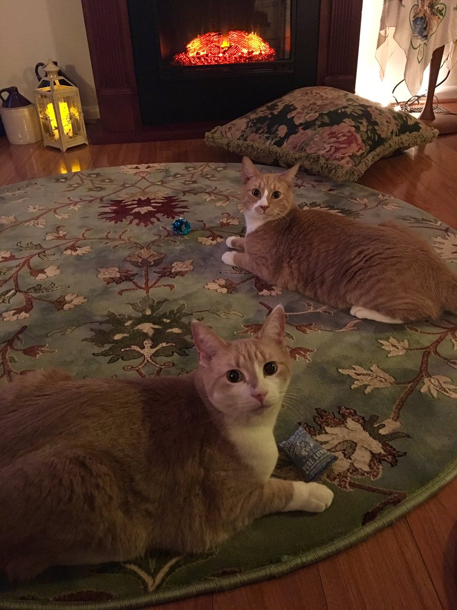 TinyBillyShow's tweet photo. Mama gots us a new rug. You like? We do. https://t.co/kjemzWRbpn