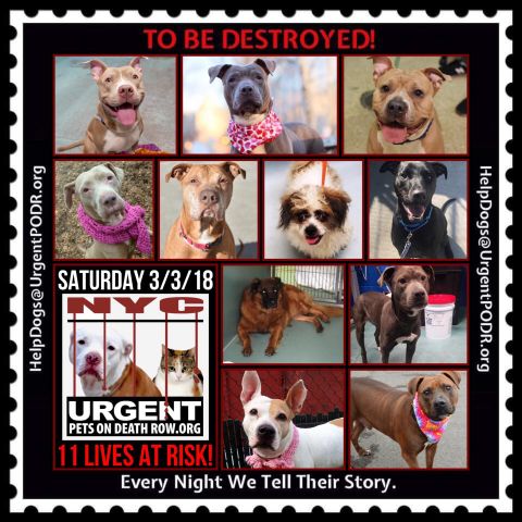 TO BE DESTROYED 03/03/18 - 
 
newhope.shelterbuddy.com/Animal/List
 
To rescue a Death Row Dog, Please read...
nycdogs.urgentpodr.org/to-be-destroye…